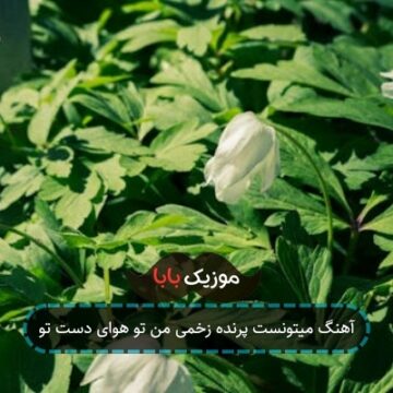 آهنگ میتونست پرنده زخمی من تو هوای دست تو آهنگ میتونست پرنده زخمی من تو هوای دست تو