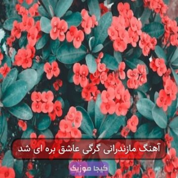 آهنگ مازندرانی گرگی عاشق بره ای شد