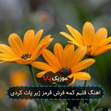 اهنگ قلبم کمه فرش قرمز ژیر پات کردی
